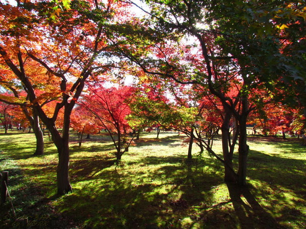 5469�����ο��ʤ������Τ���121125