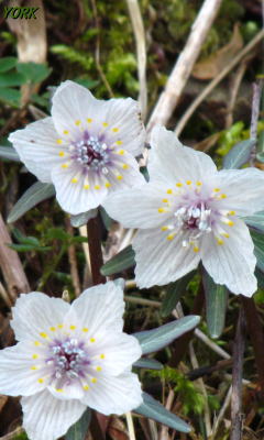 �����ѡ�7277���ĥ֥󥽥�����240��400