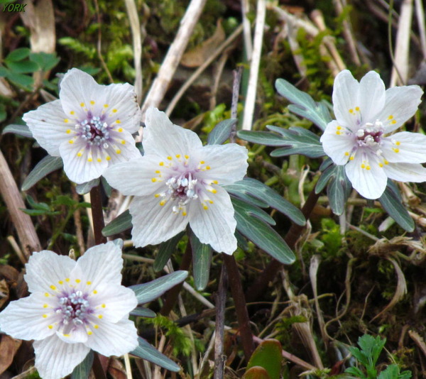 ���ޥ��ѡ�7277���ĥ֥󥽥�����960��854