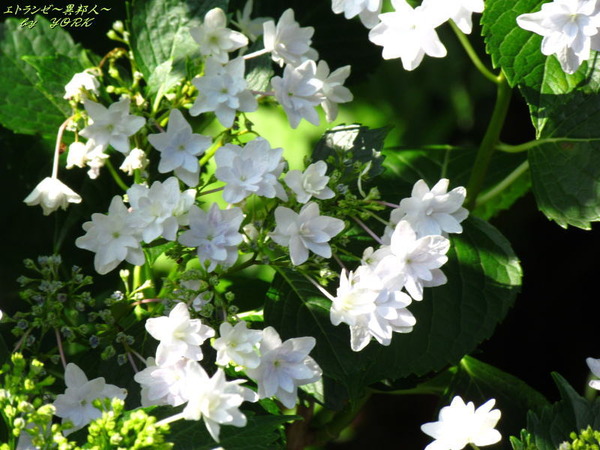 4555�򤤻��۲֤ΰ��170618