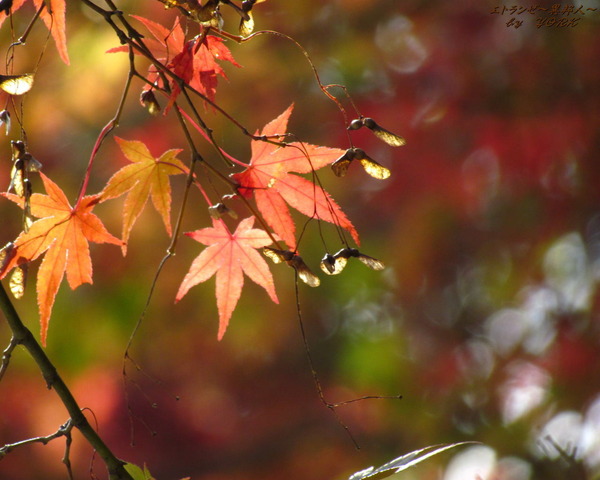 �ɻ桡0629���գ���111112