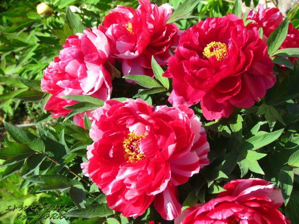 2611�ܥ�����120504