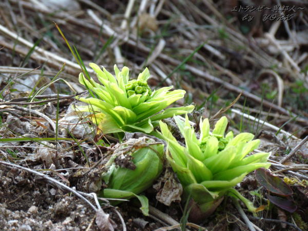 6395�դ��ΤȤ�����130309