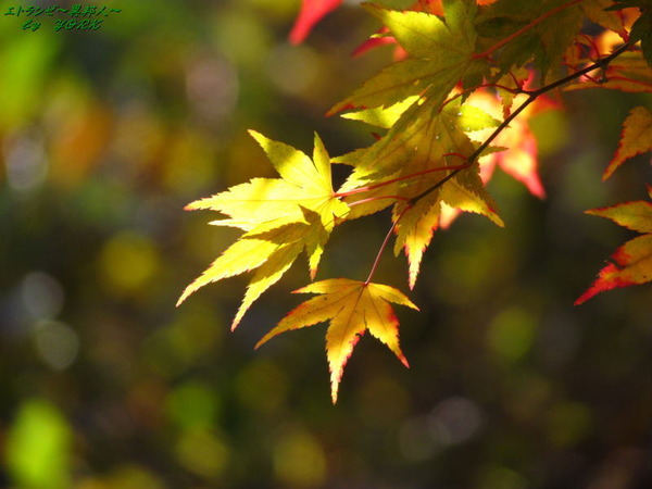 0576���ձƤ����161113