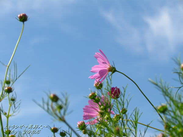 9330�ɤ��򸫤Ƥ���Ρ�����130928