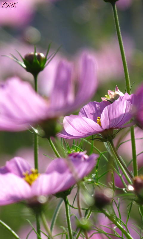 �����ѡ�5123����480��800