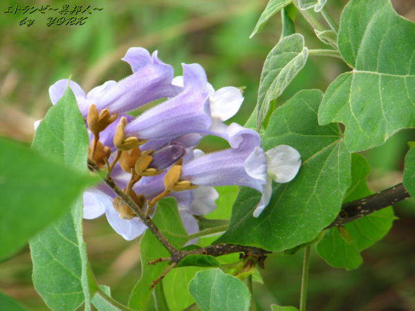 0841�ͤβ�110522