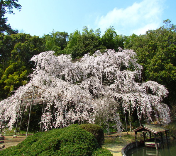 ���ޥ��ѡ�7767�⸻���λ޿���960��854