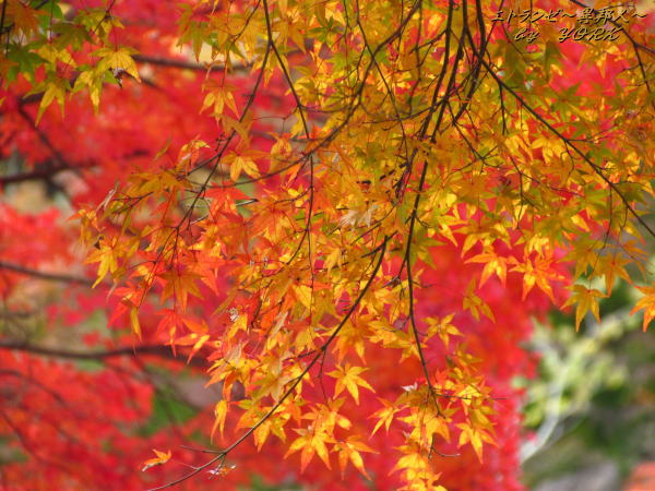 4979���ե�ߥ�121110