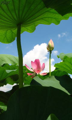 �����ѡ�1249�����ܥå����ϡ�β�240&times;400