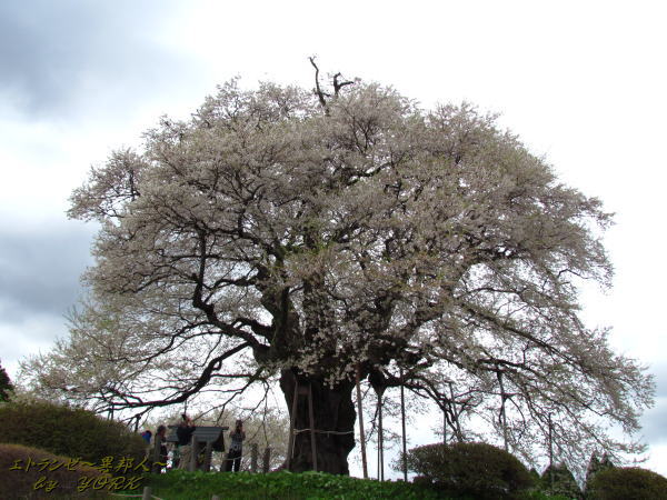 2449����120421