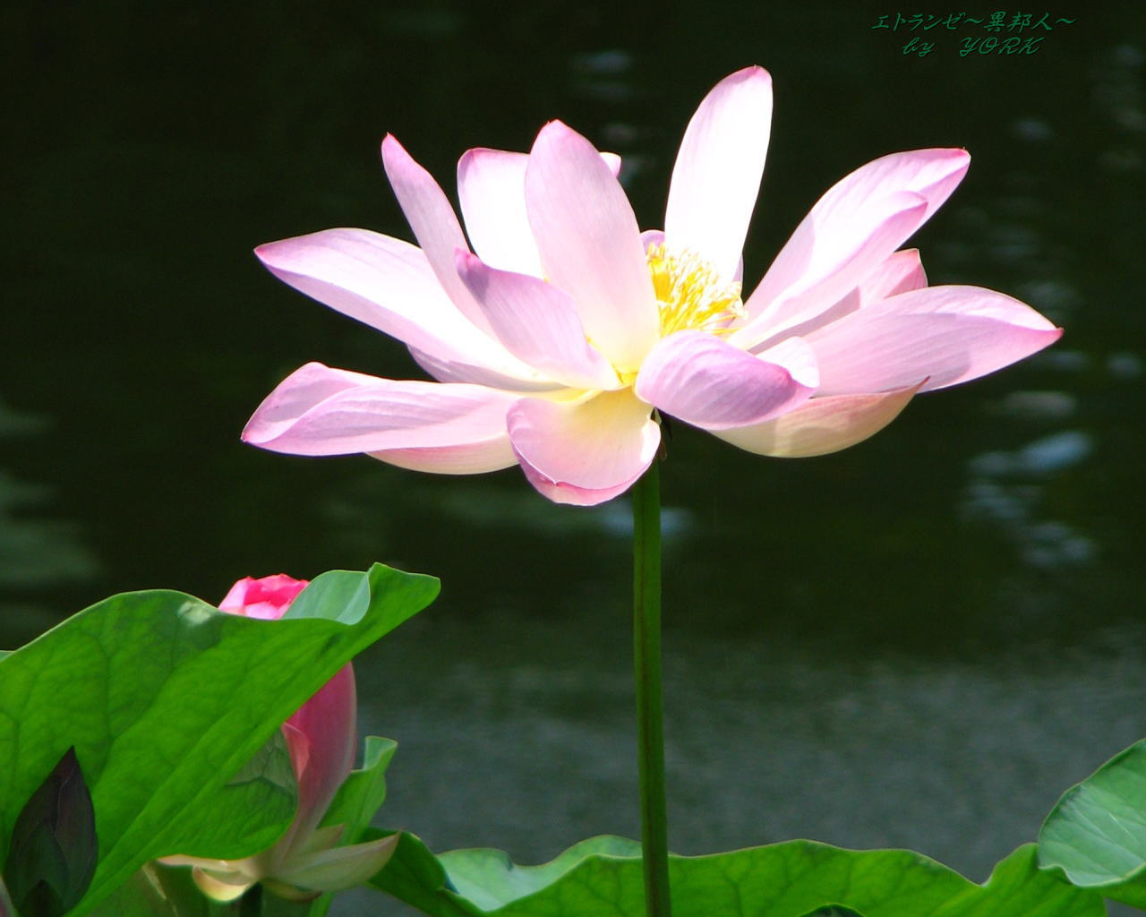 壁紙 待ち受け 蓮の花 第一弾 エトランゼ 異邦人