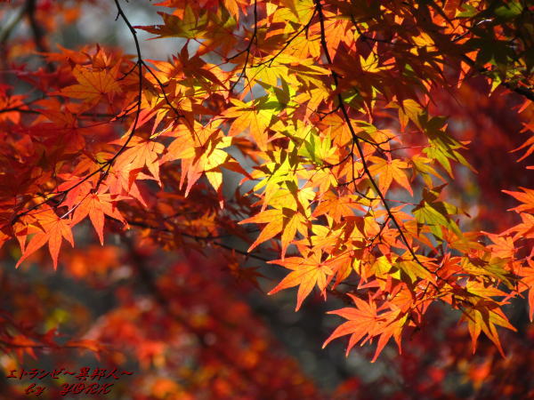 5452�����ο�121125