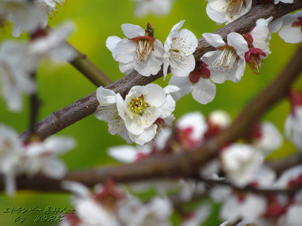 1786�������ܥ�����120325