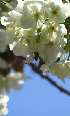 �����ѡ�6812ݵ���240&times;400