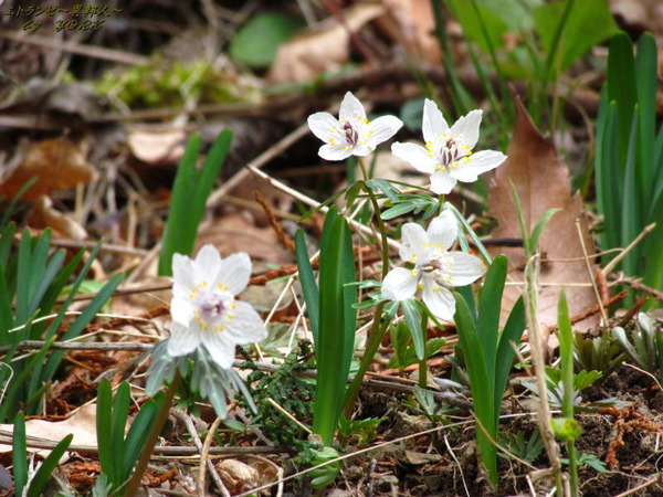 2286��ʬ��170305