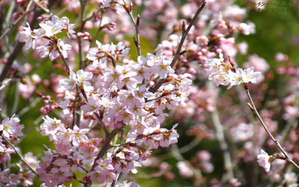 �ɻ桡0555��餭�κ�1280��800