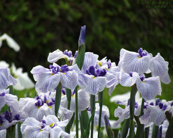 �ɻ桡3312�־Գ���1280&times;1024