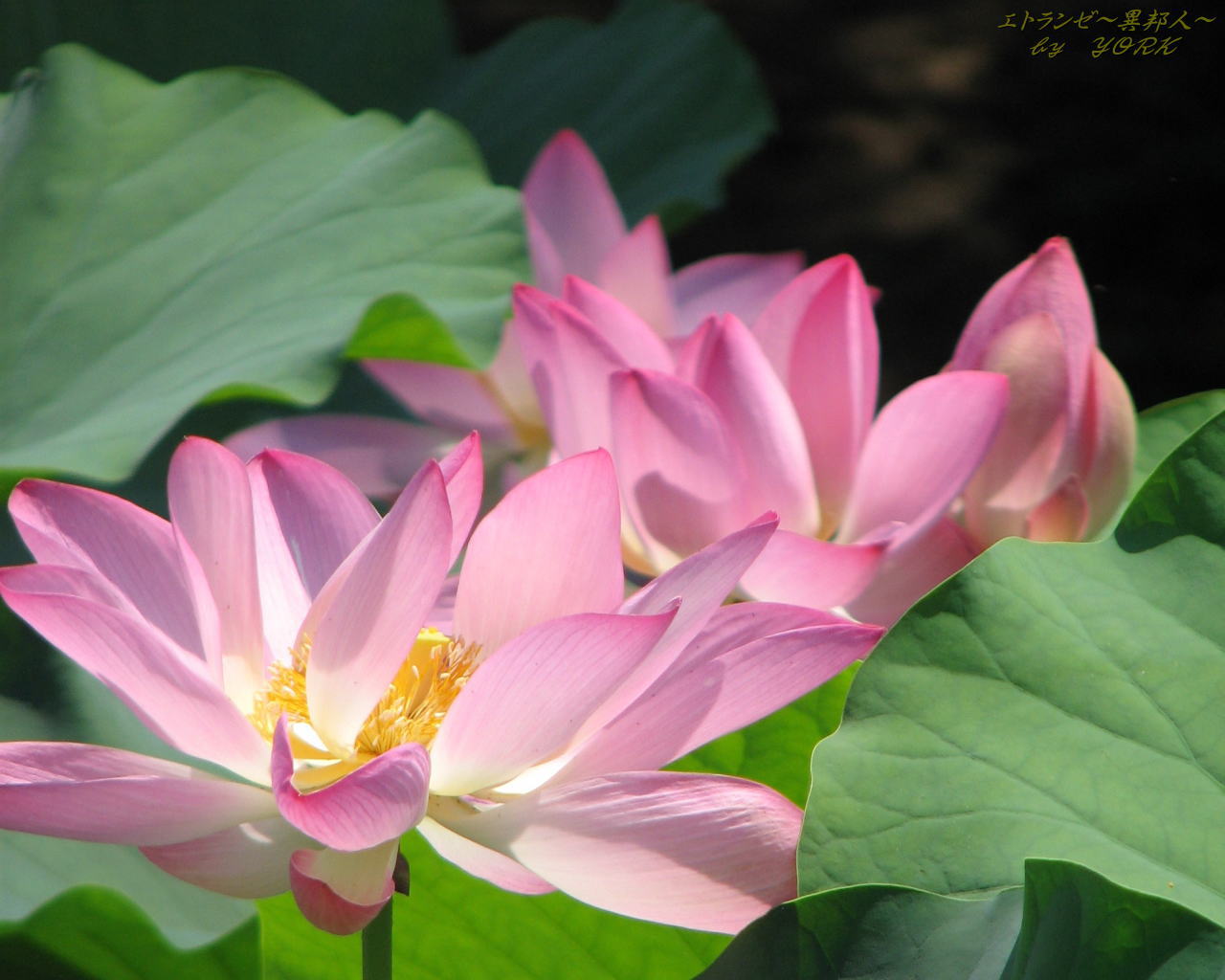 壁紙 待ち受け 蓮の花 第二弾 エトランゼ 異邦人