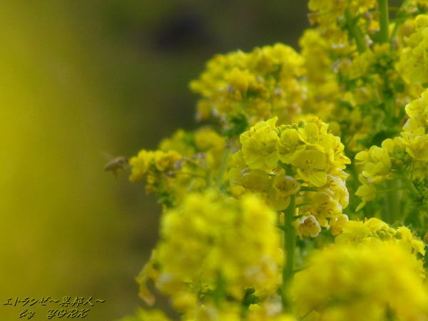 6114�ڤβ֤ȥߥĥХ�130203