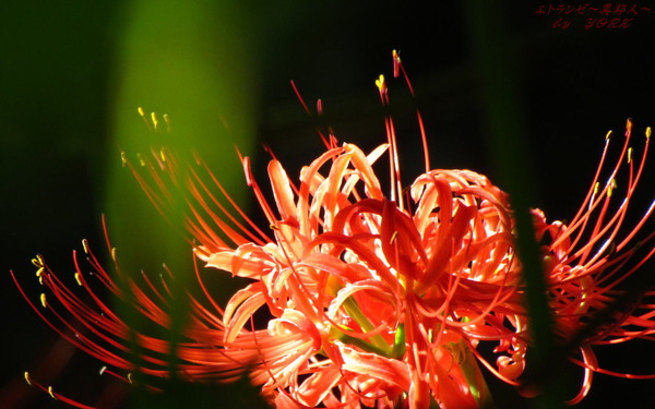 �ɻ桡8649�ؼ��1280��800