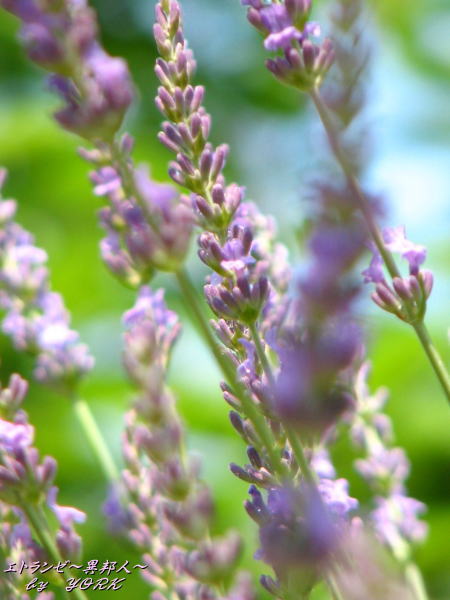 1081����������110625