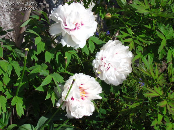 2609�ܥ�����120504