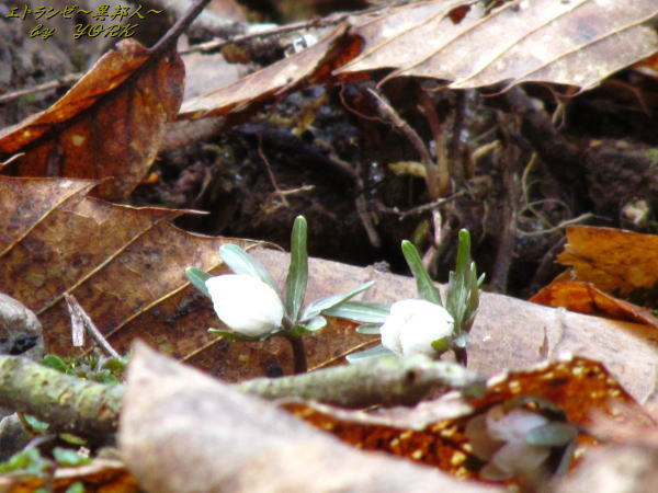 2062��ʬ��鲣���170212