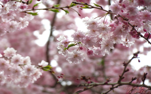 �ɻ桡0789�����٤ο��޿���1280��800