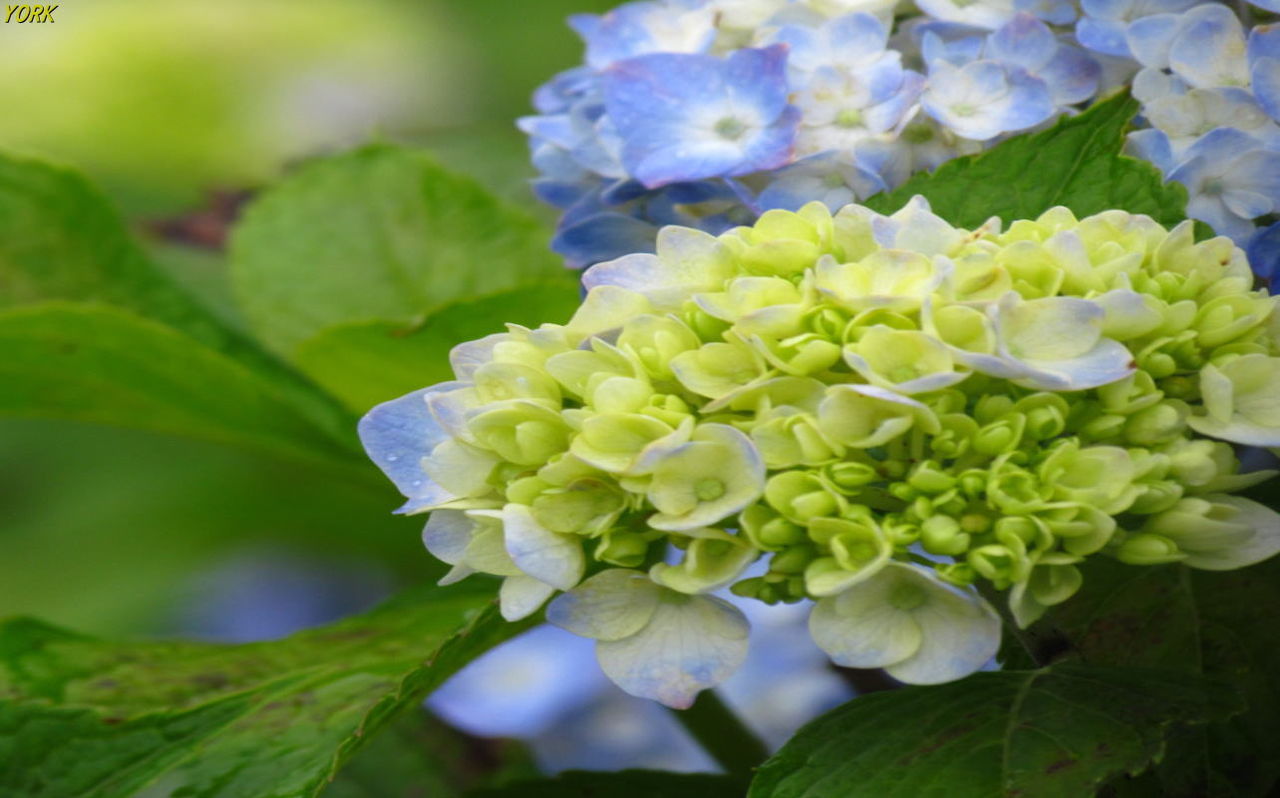 壁紙 待ち受け 紫陽花 エトランゼ 異邦人 壁紙 待ち受け 紫陽花 エトランゼ 異邦人