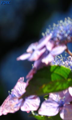 �����ѡ�3603�ۻ��۲֥��եȥե�������240&times;400