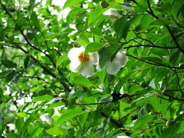 4591����Ʃ����170625