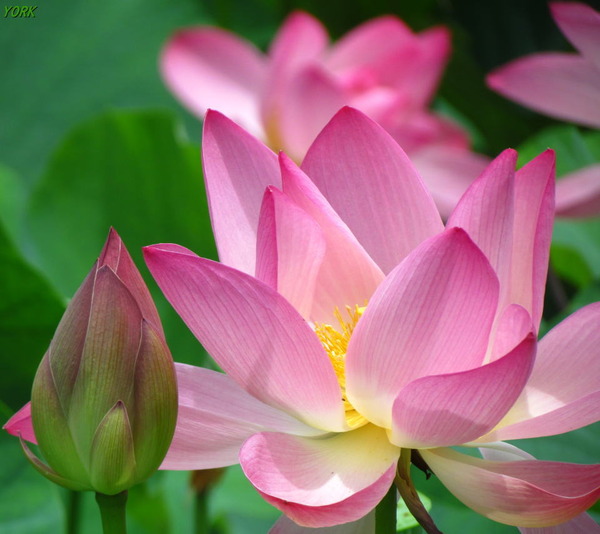 ���ޥ��ѡ�9271ϡ2015ǯ��960��854