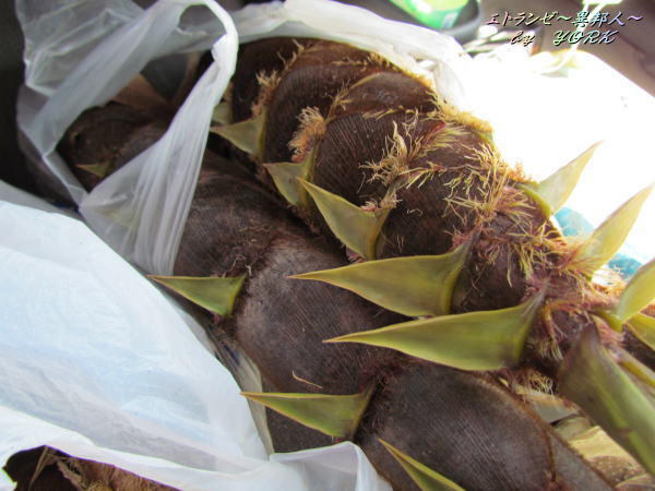 8462���Ӥ����Ƥ������150430