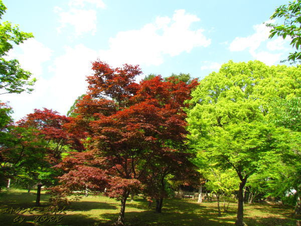 2633�����ο��ʤ������Τ���120506