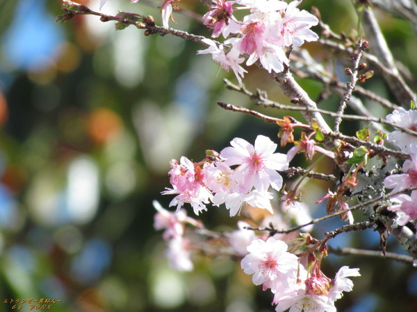 1990普門寺の四季桜191102