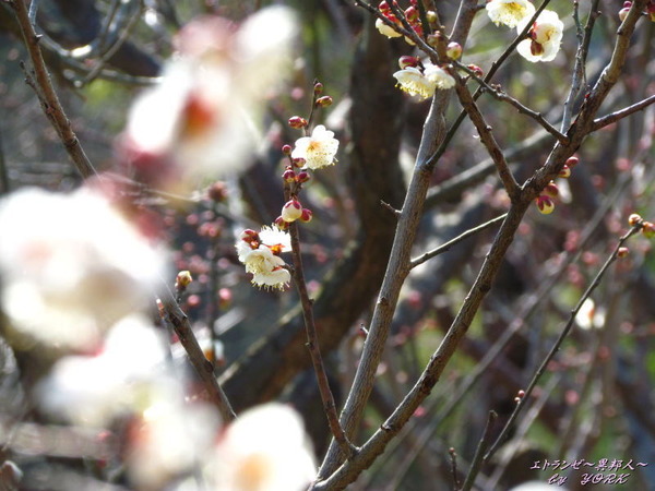 1998�������ܥ�ͭ��170204