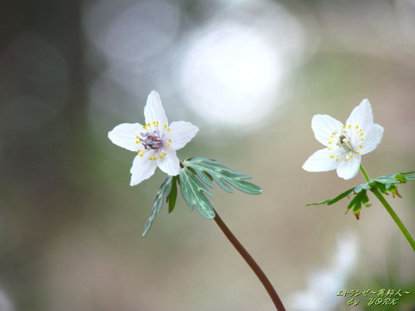 5583��ʬ��180304