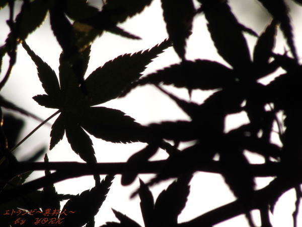 0411���դΥ��륨�å�111009