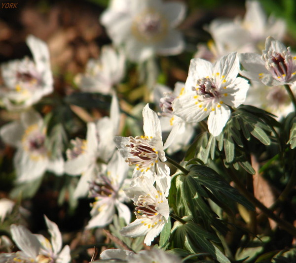 ���ޥ��ѡ�2218��ʬ��960��854