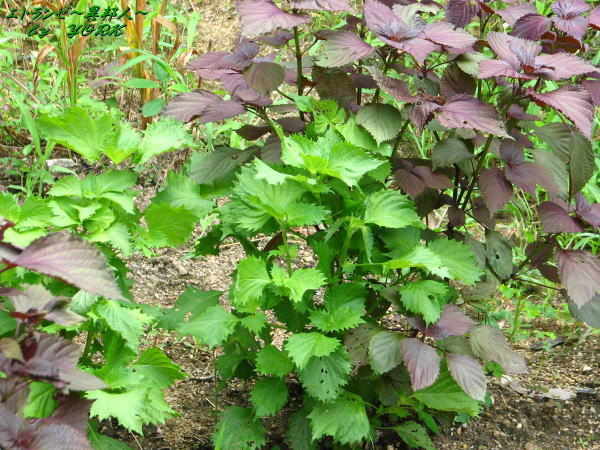 1285����110723