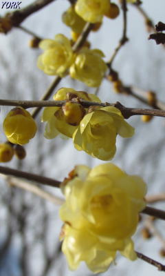 �����ѡ�5984����������Х�240&times;400