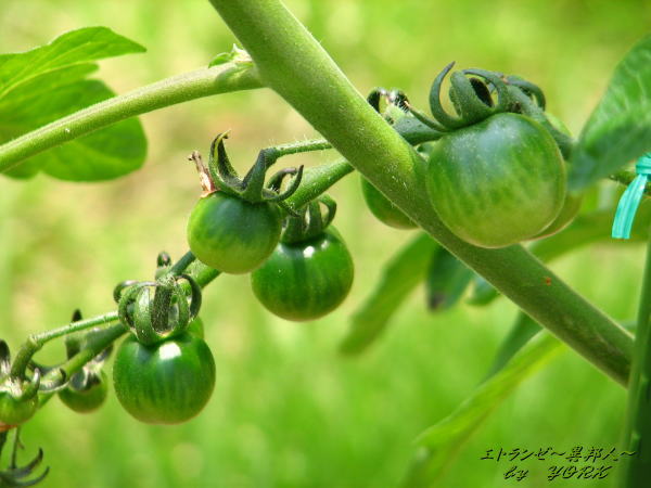 0948�Ĥ��ȥޥ�110604