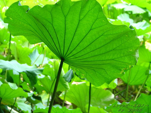 1317ϡ����΢¦����110726