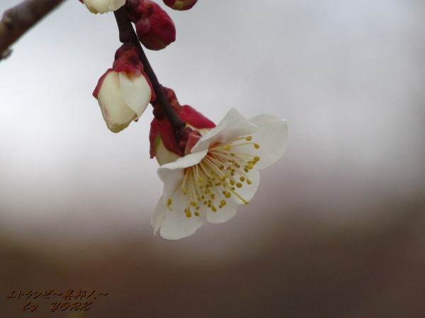 1252�����߱����߰���140215