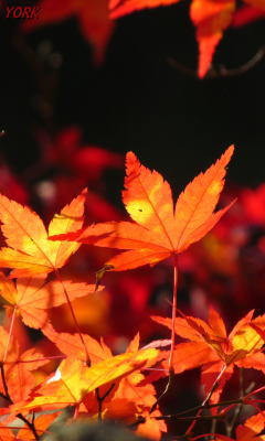 �����ѡ�6373����240��400