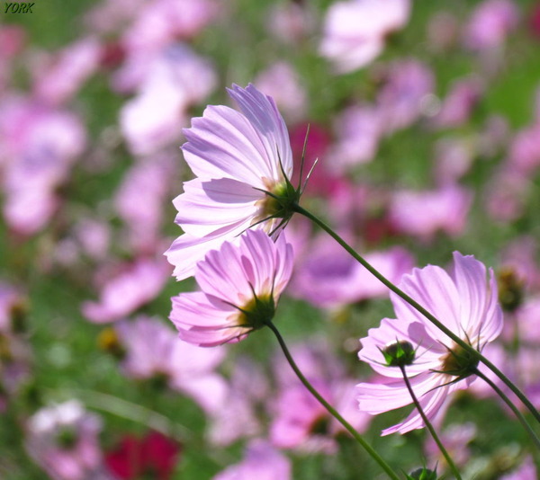 ���ޥ��ѡ�4714����960&times;854