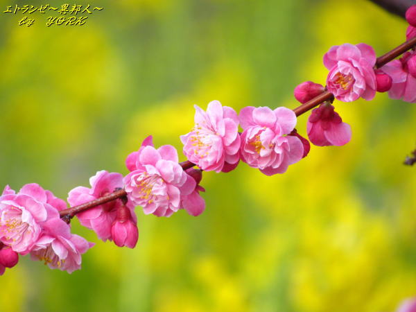 1773�ڤβ֤����ι���120325