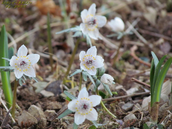 3339��ʬ��2016 160211.jpg