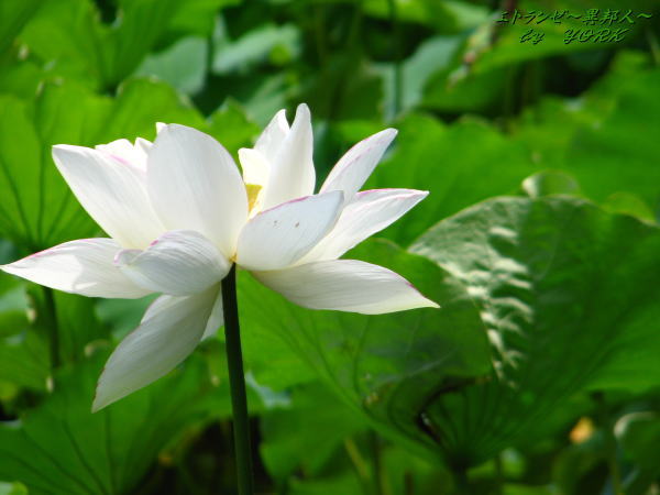 1313��ϡ�β֥��å�110726